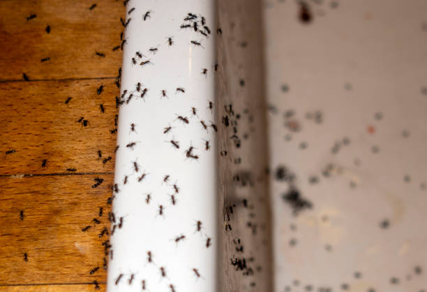  Wallingford Center, CT Pest Control Pros