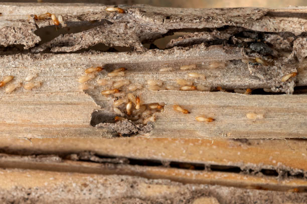 Trusted Wallingford Center, CT Pest Control Experts