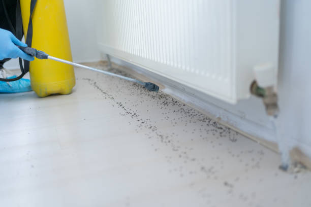 Best Exterminator Services  in Wallingford Center, CT